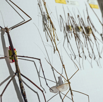 Gespenstschreckenarten, Insektenkasten aus Entomologischer Sammlung des MfN, Foto: Christian Rudat, (c) Roter Fleck Verlag