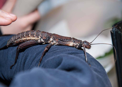 Dornengespenstschrecke, Foto: (c) Carola Radke, MfN. Verwendung mit freundlicher Genehmigung.