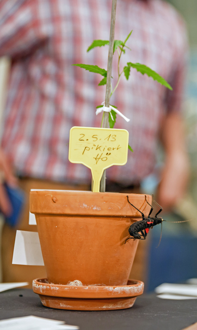 Schinus molle, Foto: Christian Rudat, (c) Roter Fleck Verlag