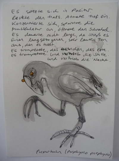 Purpurhuhn, (c) Roter Fleck Verlag